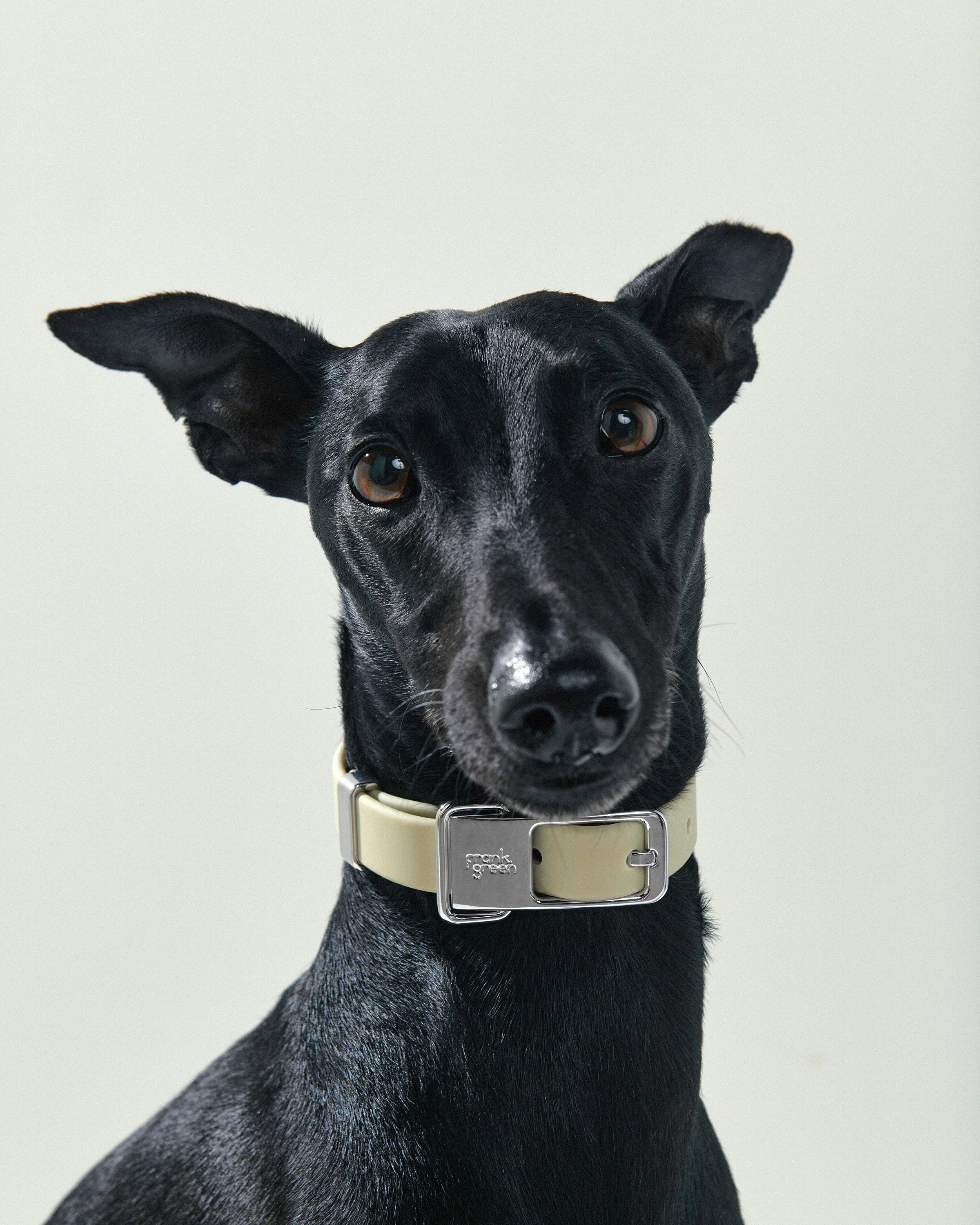 Pet Name Tag - Large - Image 5